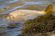 Carp spawning near the shore of the lake