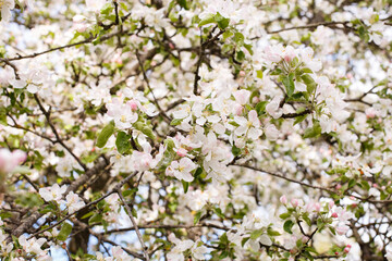 Wall Mural - apple branch of a flowering tree. tree in bloom background