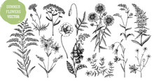 Hand Drawn Summer Flower Sketches Collection. Wildflower Drawings Isolated On White Background. Herbs, Meadows Or Woodlands Flowering Plant. Floral Design Elements Set In Engraved Style