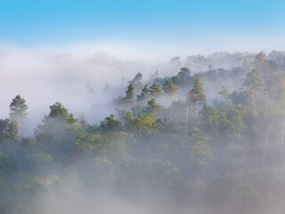 Wall Mural - natural forest covered by morning fog