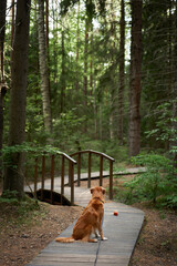 Wall Mural - Red dog in the green forest on a wooden path, a bridge. Hiking with a pet. Nova Scotia Duck Tolling Retriever in nature