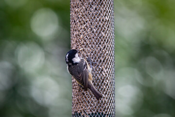 Wall Mural - A Coal Tit, Periparus Ater, Eating Suflower Seeds from a Bird Feeder in a Sussex Garden