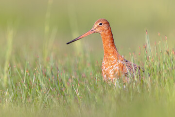 Sticker - Portrait of Black-tailed Godwit wader bird looking in the camera