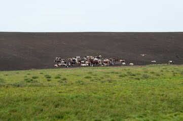 Sticker - Herd of cows in the Mongolian meadow in Irkutsk, central Russia