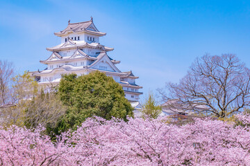 Wall Mural - 桜に包まれた姫路城