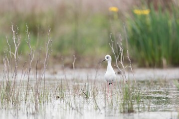 Poster - Small white bird searching for food in the swamp