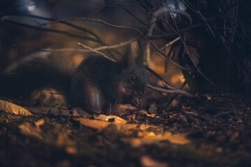 Poster - Closeup shot of a cute squirrel in its natural habitat