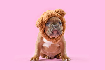 Wall Mural - Fawn French Bulldog dog puppy wearing teddy bear costume hat on pink background