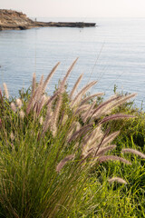 Sticker - Grass on Headland with Sea at El Campello; Alicante; Spain