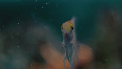 Wall Mural - Closeup of a fish swimming in an aquarium