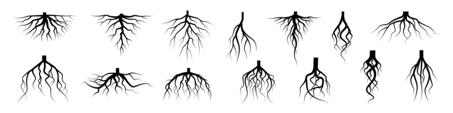 tree root icon set. tree root silhouette set.