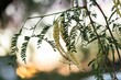 Closeup of mesquite beans growing on thin tree branches on a blurred background at sunset