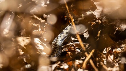 Wall Mural - Snake through the autumn leaves.