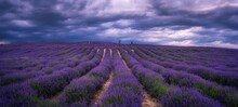 Scenic View Of A Field Of Purple Lavender Flowers In A Rural Area In Cloudy Sky Background