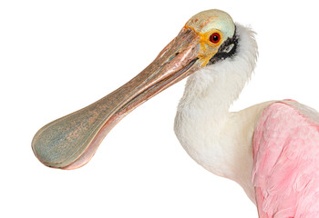 Wall Mural - close-up on a roseate spoonbill beak, platalea ajaja, isolated on white