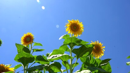 Poster - Closeup of beautiful sunflowers under the clear sky on a sunny day