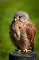 Wall Mural - Vertical shot of a fluffy common kestrel perched on a falconry block with green background