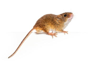 Wall Mural - Harvest mouse, Micromys minutus, balancing on an edge, isolated on white
