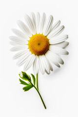 Wall Mural - Close up of white flower with yellow center on white background. Generative AI.