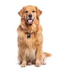 Wall Mural - Happy sitting and panting Golden retriever dog looking at camera, Isolated on white
