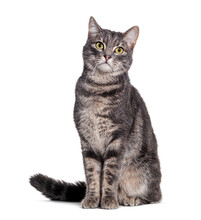 Grey Tabby Cat Sitting And Looking At The Camera, Isolated On White