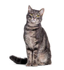 Poster - Grey tabby cat sitting and looking at the camera, isolated on white