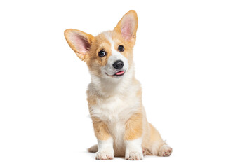 Wall Mural - Sitting happy panting Puppy Welsh Corgi Pembroke looking at camera, 14 Weeks old, isolated on white