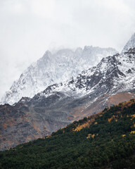 Wall Mural - View of autumn fyellow-green forest with snow covered mountain peaks in the clouds