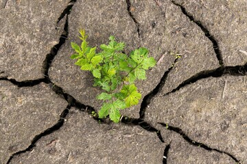 Poster - Close up of a young plant emerging from the drying out soil