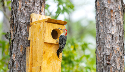 Wall Mural - red bellied woodpecker - melanerpes carolinus - poking out of a man made nesting box high up in pine