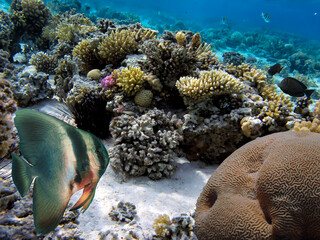 Wall Mural - Soft and Hard coral, Red Sea, Dahab