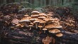 A cluster of mushrooms growing on a decaying log in a dense forest.