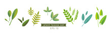 Set With Green Graphic Elements. Various Herbs And Leaves.