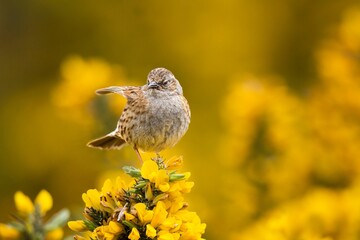 Canvas Print - Adorable Dunnock perched on yellow gorse flowers in Scotland