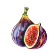Ripe fig fruit, slice isolated on white background. Watercolor handrawing botanic realistic illustration. Art for design