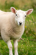 Close up portrait of a curious young sheep in a meadow in the Highlands, Scotland, UK