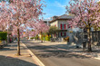 Pink cherry blossom in the streets of Ascona, Ticino, Switzerland in the middle of March