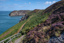 Purple Heather On The Anglesey Coast Path In Summer, Near Cemaes, Anglesey, North Wales