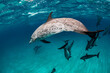 © Patrick Masse - spotted dolphins in the water