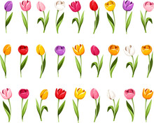 Colorful Tulips. Set Of Tulip Flowers Isolated On A White Background. Vector Illustration
