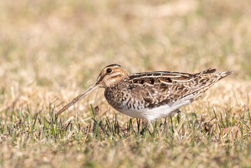 Wall Mural - Wilson's Snipe with a muddy beak in the  wet spring grass