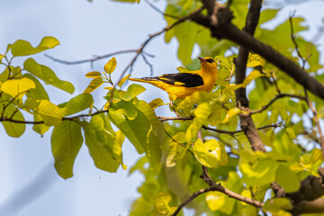 Wall Mural - An Indian Oriole looking back on a tree