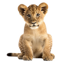Lion Cub Sitting , Isolated On Transparent Background Cutout , Generative Ai
