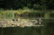 Ptaki wodne Polski, lato, spływ kajakowy Krutynia