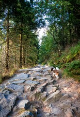 Wall Mural - View of a beautiful dog walking on a rocky road in a forest with green trees