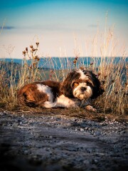 Sticker - Beautiful dog lying on a ground with dry grass during sunset