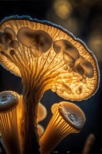 Omphalotus Olearius Mushroom Close Up. Generative AI