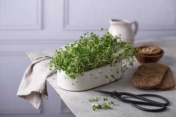 Wall Mural - Microgreen in growing container, healthy trendy food