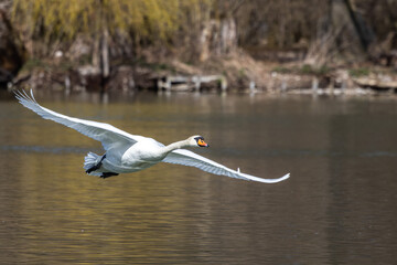 Canvas Print - Mute swan, Cygnus olor flying over a lake in the English Garden in Munich, Germany