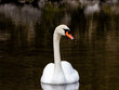 Swan on the Water